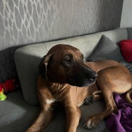 Rhodesian Ridgeback Rüde