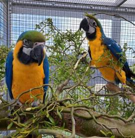 Gelbbrust Aras handzahm