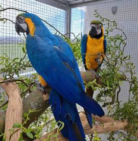 Gelbbrust Aras handzahm