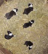TOP Border Collie Welpen vom Border-Valley