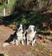 TOP Border Collie Welpen vom Border-Valley