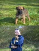 Wunderschöne Husky/Rhodesian Ridgeback Welpen     