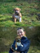 Wunderschöne Husky/Rhodesian Ridgeback Welpen     