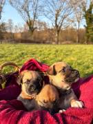 Wunderschöne Husky/Rhodesian Ridgeback Welpen     