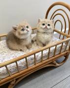Bkh Kitten mit Stammbaum