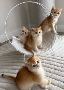 Bkh Kitten mit Stammbaum