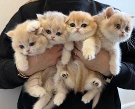 Bkh Kitten mit Stammbaum