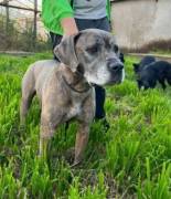 Tea sucht dauerhaftes Zuhause 