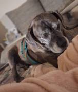 Tea sucht dauerhaftes Zuhause 