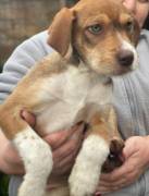 Valerio, a.d.Tierschutz sucht liebes Happy-Home 