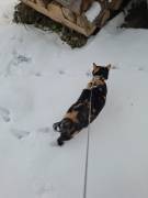 Yuki sucht ein neues zuhause