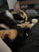Yuki sucht ein neues zuhause