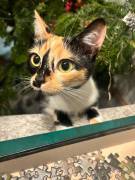 Yuki sucht ein neues zuhause