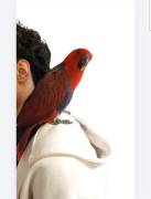 Edelpapagei zahm und gesund