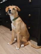 Mischlings-Rüde Copper