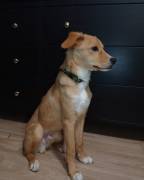 Mischlings-Rüde Copper