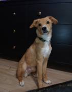 Mischlings-Rüde Copper