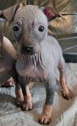 American Hairless Terrier Rüde (Welpe)