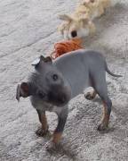 American Hairless Terrier Rüde (Welpe)