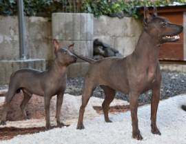 American Hairless Terrier Rüde (Welpe)