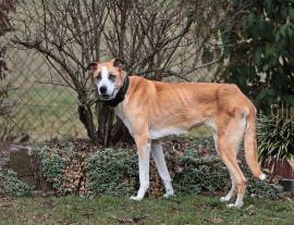 Olimpia, a.d.Tierschutz, sucht Altersruhesitz 