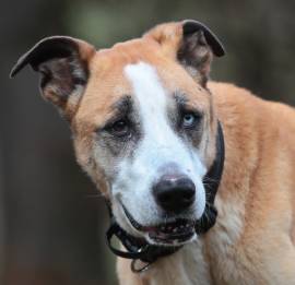 Olimpia, a.d.Tierschutz, sucht Altersruhesitz 