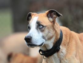 Olimpia, a.d.Tierschutz, sucht Altersruhesitz 