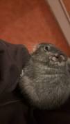 Degu Timon sucht ein neues Zuhause 