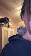 Degu Timon sucht ein neues Zuhause 