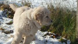 Golden-Retriever-Welpen aus liebevoller Hobbyzucht