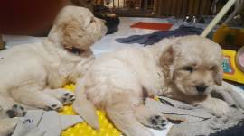 Golden-Retriever-Welpen aus liebevoller Hobbyzucht