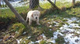 Golden-Retriever-Welpen aus liebevoller Hobbyzucht