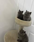 BKH Kitten Britisch Kurzhaar mit Stammbaum!
