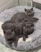 BKH Kitten Britisch Kurzhaar mit Stammbaum!