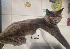 BKH Kitten Britisch Kurzhaar mit Stammbaum!
