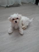 Malteser-Bichon Frise´