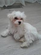 Malteser-Bichon Frise´