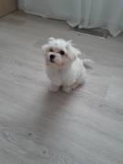 Malteser-Bichon Frise´