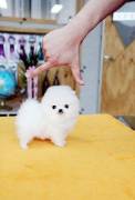 Pomeranian Zwergspitz Welpen 