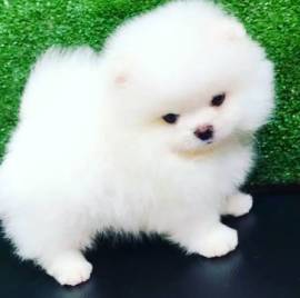 Pomeranian Zwergspitz Welpen 