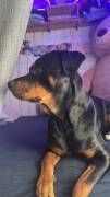 Verkaufe Rottweiler dame