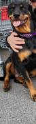 Verkaufe Rottweiler dame