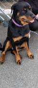 Verkaufe Rottweiler dame