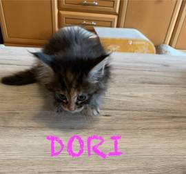 Wunderschöne Maine Coon Kitten