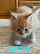 Wunderschöne Maine Coon Kitten