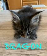 Wunderschöne Maine Coon Kitten