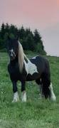 Barockpinto, Pinto, Pferd, Fohlen, Hengst
