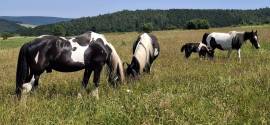 Barockpinto, Pinto, Pferd, Fohlen, Hengst