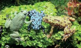 Chinesische Rotbauchunke, Bombina Orientalis 