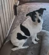 Xipsy sucht dringend Altersruhesitz 